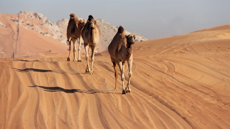 Desert Expeditions