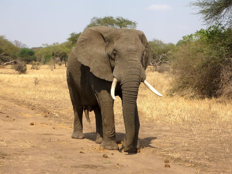 Maasai Mara National Reserve, Kenya